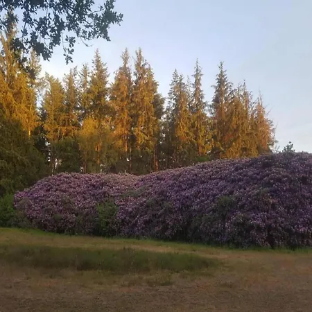 In The Dancing Forest, Cleaning Included