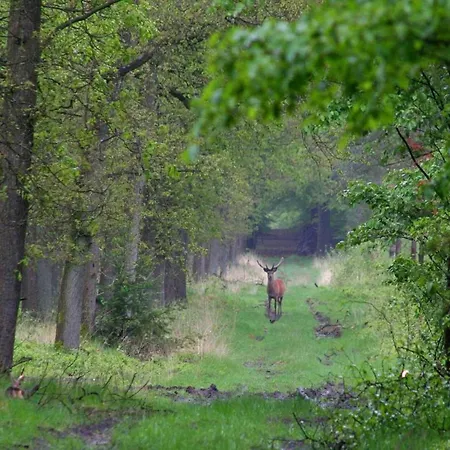 In The Dancing Forest, Cleaning Included Garderen