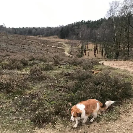 In The Dancing Forest, Cleaning Included * Garderen