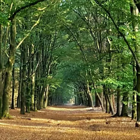 In The Dancing Forest, Cleaning Included Holiday home *